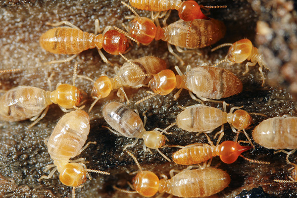 白蟻防治,家庭白蟻防治,長沙白蟻防治,守護者生物工程