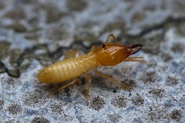 長沙白蟻防治,長沙滅白蟻,白蟻防治加盟,守護(hù)者生物工程