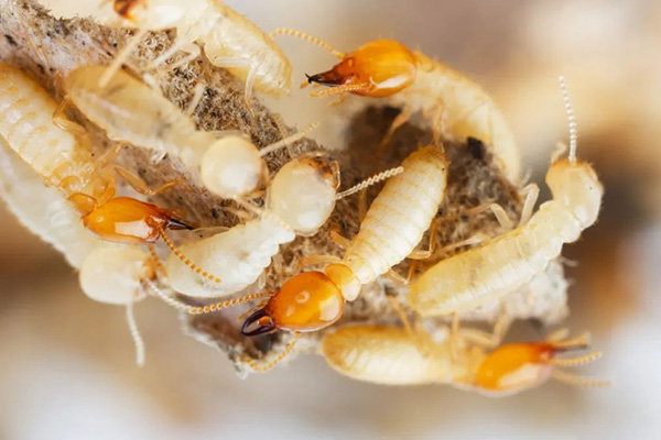 長沙白蟻防治,長沙滅白蟻,白蟻防治加盟,守護(hù)者生物工程