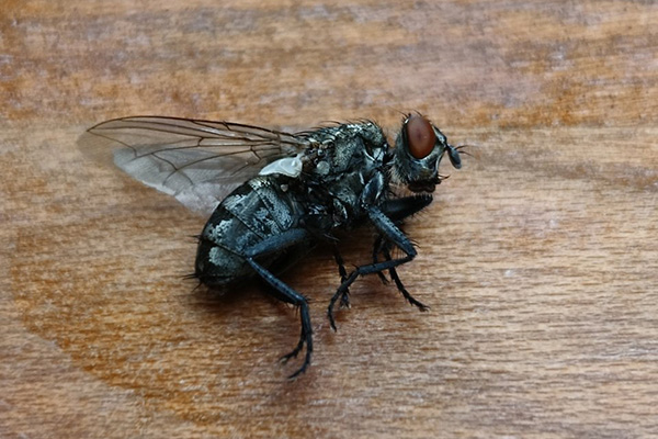 蒼蠅防治,長沙滅蒼蠅公司,長沙蒼蠅防治,飯店滅蒼蠅,守護(hù)者生物工程