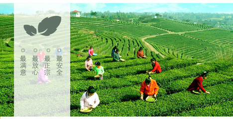 十八盤茶業 信陽毛尖