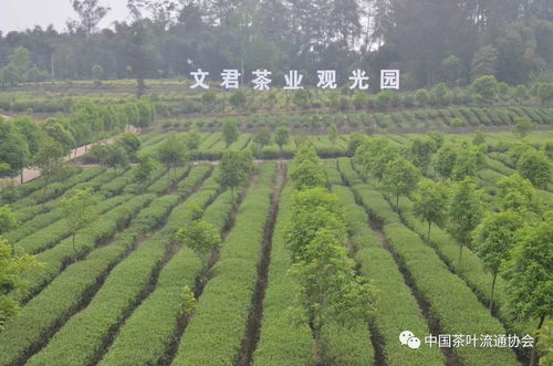 文君茶業 發揮行業龍頭引領作用，助力鄉村產業振興